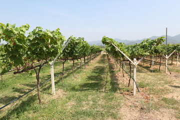 Fototapeta na wymiar rows of grapes before harvesting