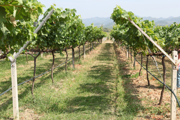 Fototapeta na wymiar rows of grapes before harvesting