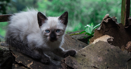 Gato en el jardín