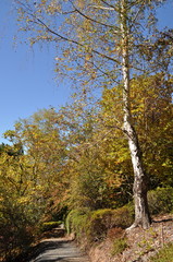 Fototapeta premium Autumn landscape. Beautiful autumn at the park