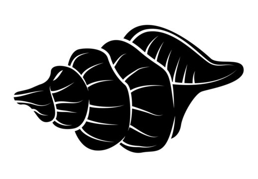 Conch Shell Vector Images – Browse 21,909 Stock Photos, Vectors, and Video  | Adobe Stock