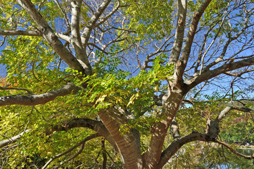 Green tree on the blue sky background