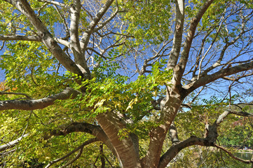 Green tree on the blue sky background