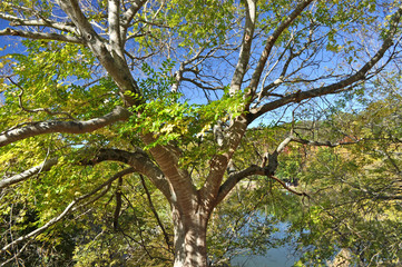 Autumn leaves with the blue sky background