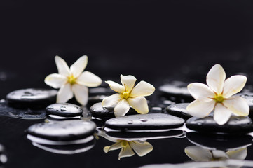 Fototapeta na wymiar Three gardenia flower on wet black pebbles