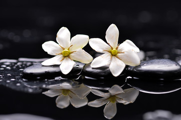 Fototapeta na wymiar still life with two gardenia on black pebbles