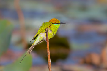 Green Bee - eater(Merops orientalis)