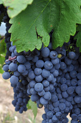 purple red grapes with green leaves on the vine