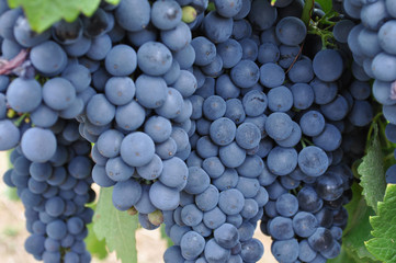 purple red grapes with green leaves on the vine