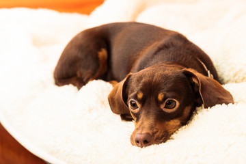 mixed dog relaxing on bed at home