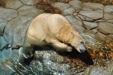 Polar bear scratching his neck