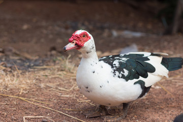 Muscovy Duck