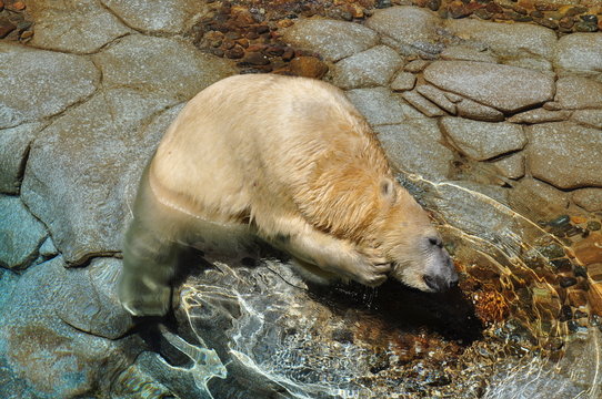 Polar bear scratching his neck