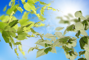 Nature background.Spring