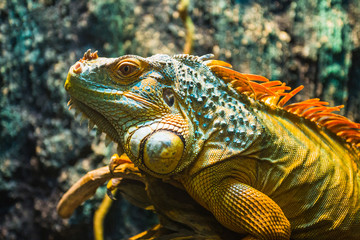 Fototapeta premium Close-up of a multi-colored male Iguana