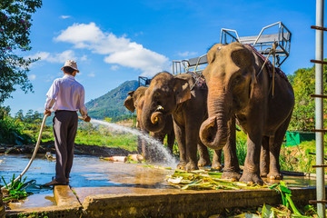 Obraz premium the farm of elephants not far from Dalat