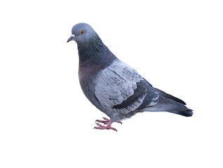 Pigeon