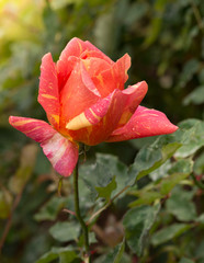 beautiful orange rose in a garden