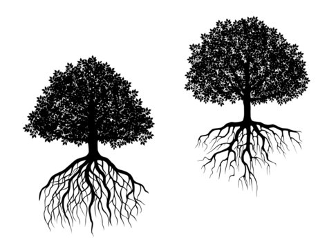 Isolated trees with roots