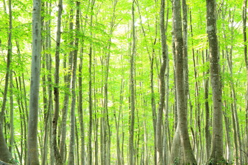 Obraz na płótnie Canvas Beech forest, Bijinbayashi, Niigata