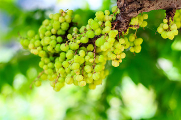 star gooseberry on tree