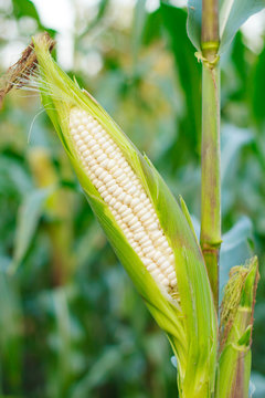 corn on the stalk in the corn field