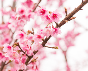 Thai Sakura in winter on tree, prunus cerasoides