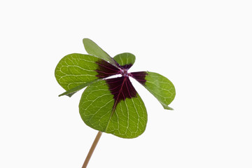 Vierklee, Klee (Trifolium), Glücksklee