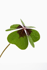 Vierklee, Klee (Trifolium), Glücksklee, Tautropfen