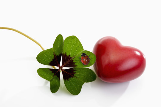 Vierklee mit Marienk&auml;fer, Klee (Trifolium), Gl&uuml;cksklee,