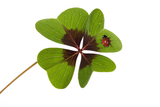 Vierklee mit Marienk&auml;fer, Klee (Trifolium), Gl&uuml;cksklee