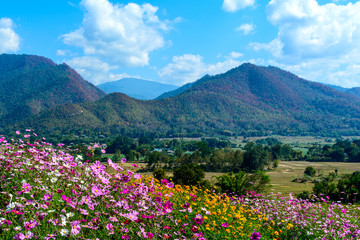 Obraz premium Flower fields with mountain and blue sky