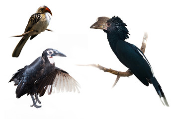 Set of hornbills © JackF