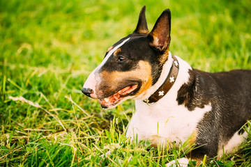 Naklejka na ściany i meble Close Pets Bull Terrier Dog Portrait At Green Grass
