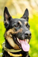 German Shepherd Dog
