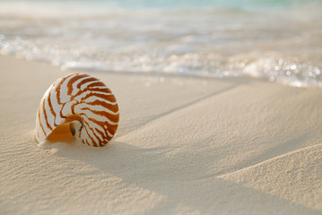 nautilus shell on white beach sand, against sea waves - 75732914