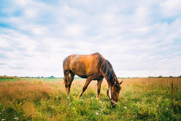 Horse On Green Grass