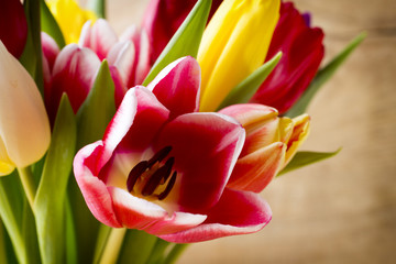 Naklejka premium Tulip.