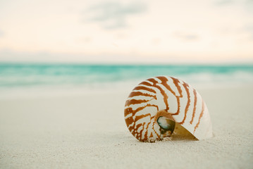 nautilus sea shell on golden sand beach in  soft sunset light