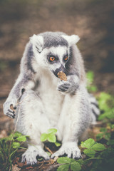 Lémurien maki catta