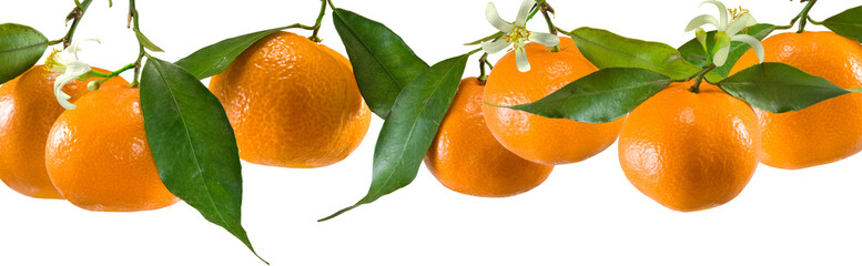 tangerines on a white background