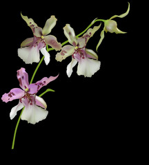 Fototapeta na wymiar white and pink orchid blossom isolated on black