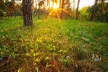 Sunbeams Pour Through Trees In Summer Spring Forest At Sunset. R