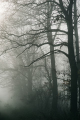 Trees and fog