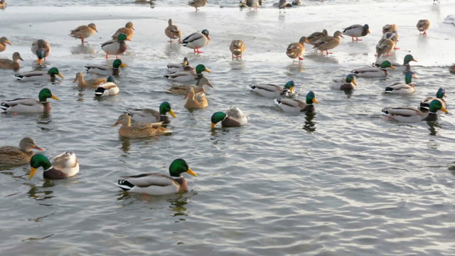 ducks on the river closeup