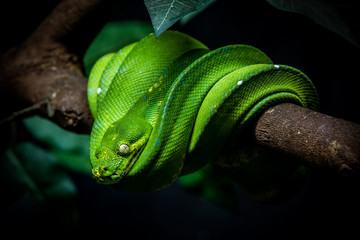 green snake is on a branch