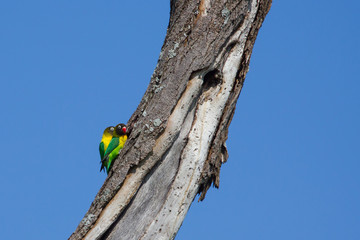 Fototapete bei efototapeten.de bestellen   