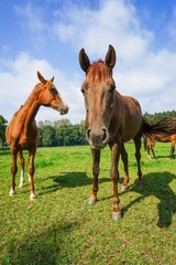 Zwei Hannoveraner Pferde auf der Weide, Nahaufnahme