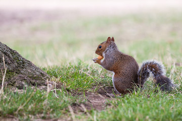 Squirrel eating.