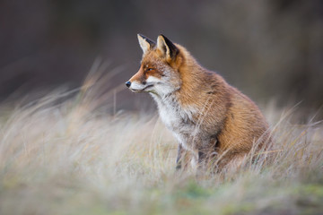 red fox